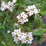 Lippia micromera Цвят