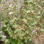 Salvia verbenacaFlower