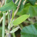 Vicia monantha Fuelha