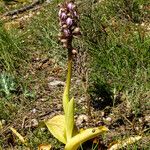Himantoglossum robertianumΣυνήθη χαρακτηριστικά