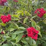 Sambucus racemosaFruit