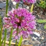 Allium angulosum Цвят