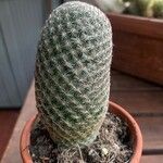 Mammillaria matudae Ліст