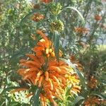 Leonotis leonurusŽiedas