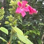 Pavonia dasypetala Flor