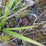 Carex colchica Feuille