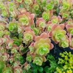 Sedum kimnachii Květ