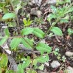 Trigonotis peduncularis Leaf