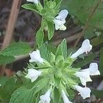 Stachys annua Blomma