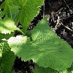 Salvia glutinosa Leaf