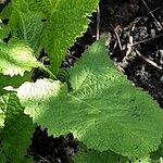 Salvia glutinosa Blatt