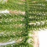 Araucaria laubenfelsii Φύλλο