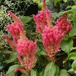 Celosia argentea Flower