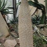 Pachypodium lamerei Συνήθη χαρακτηριστικά