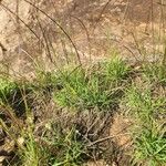 Microchloa kunthii Blüte