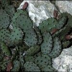 Opuntia humifusa Fruit