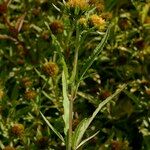 Bidens radiata Other