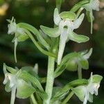 Platanthera orbiculata Blüte