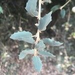 Quercus rotundifolia Leaf