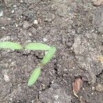 Lycopersicon esculentumDelienn