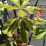 Banksia robur पत्ता