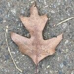 Quercus falcata Leaf