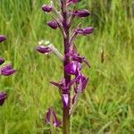 Anacamptis laxiflora Kvet