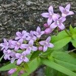Houstonia purpurea Fleur