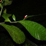 Ravenia rosea Blomst