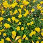 Oenothera fruticosa عادت داشتن