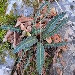 Asplenium ceterachFrunză