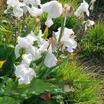 Iris albicans Flor