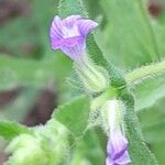 Stemodia durantifolia Flower