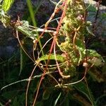 Cuscuta europaea Natur