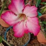 Adenium obesumŽiedas