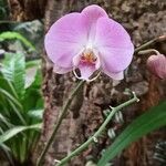 Phalaenopsis amabilisКвітка