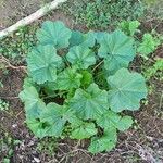 Malva parviflora برگ