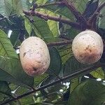 Dacryodes edulis Fruit