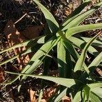 Aloiampelos striatula برگ