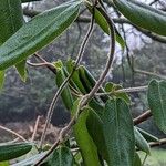 Lonicera acuminata Συνήθη χαρακτηριστικά