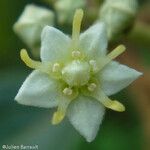 Commersonia bartramia 花