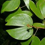 Schnella guianensis Leaf