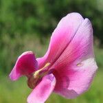 Lathyrus tingitanus Flower