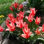 Tulipa kaufmanniana花