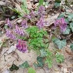 Corydalis solida Hábito