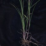 Themeda anathera Elinympäristö