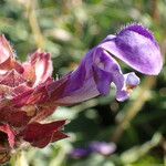 Prunella hastifolia Blüte