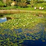 Nymphaea mexicana Habit