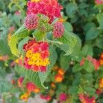 Lantana aculeata Flors