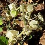 Physalis pubescens Fruitua